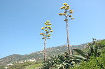Découvrez en image la flore endémique Ajaccienne
